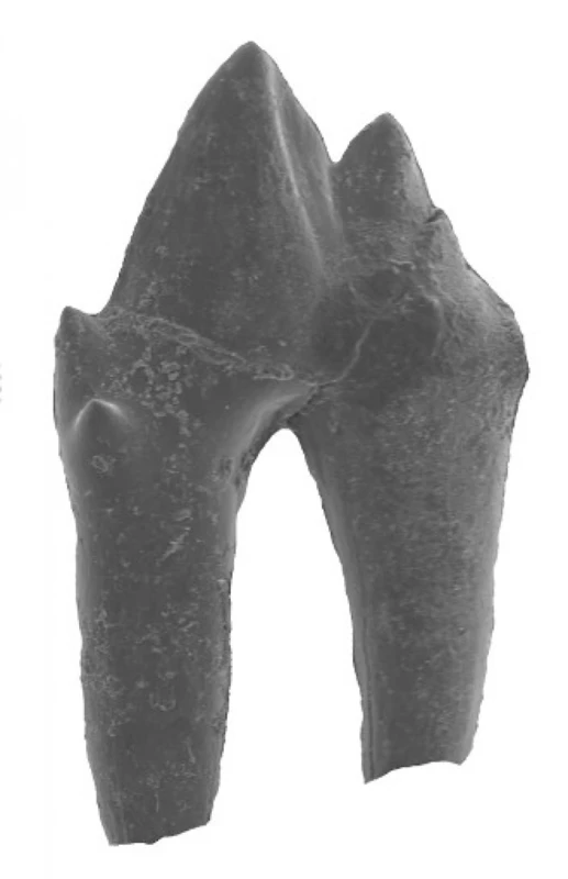 KOLEJNA NOWOŚĆ W MUZEUM - ZĄB PRASSAKA