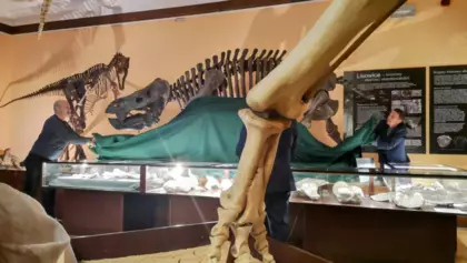 Zdjęcie odsłonięcia nowego szkieletu dicynodonta zwanego Lisowicia bojani.