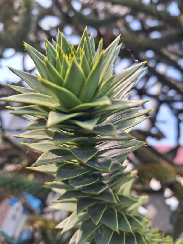 Uwaga! Poranek w Sylwestra z dinozaurami