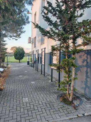 Ścieżka wyłożona kostką. Po prawej stronie ścieżki, pod ścianą budynku rośnie drzewo iglaste oraz tablice interaktywne.